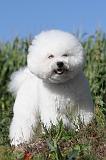 BICHON FRISE 046